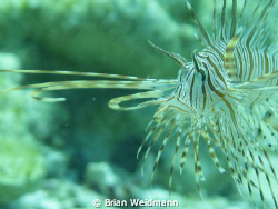 This is a picture of a baby lionfish taken in Marsa Alam ... by Brian Weidmann 